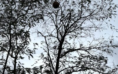 LUTTE CONTRE LES FRELONS ASIATIQUES