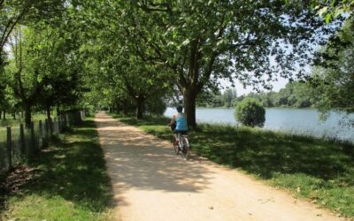 TRAITEMENT DES PLATANES DU CHEMIN DE HALAGE
